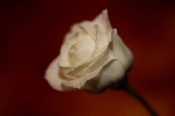 Λευκό Άνθος Λουλουδιών Close Γεωργικό Υπόβαθρο Τριανταφυλλιά Οικογένεια Rosaceae Υψηλής — Φωτογραφία Αρχείου