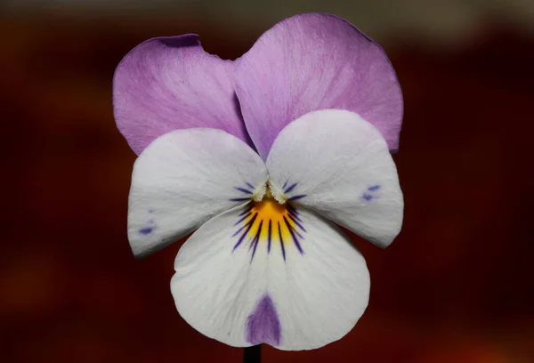 Kolorowe Kwiat Kwiat Zamknąć Rolnicze Tło Viola Tricolor Rodziny Violaceae — Zdjęcie stockowe