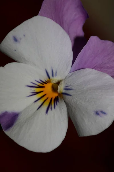 Bunte Blütenpracht Aus Nächster Nähe Landwirtschaftlicher Hintergrund Viola Tricolor Familie — Stockfoto