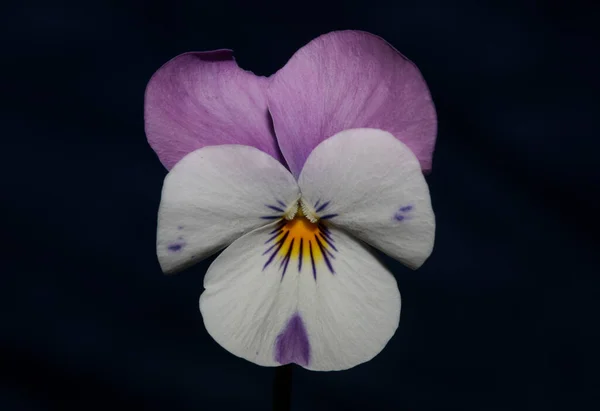 Bunte Blütenpracht Aus Nächster Nähe Landwirtschaftlicher Hintergrund Viola Tricolor Familie — Stockfoto