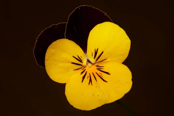 색깔의 환경에서 가까운 비올라 비올라 Viola Tricolor — 스톡 사진