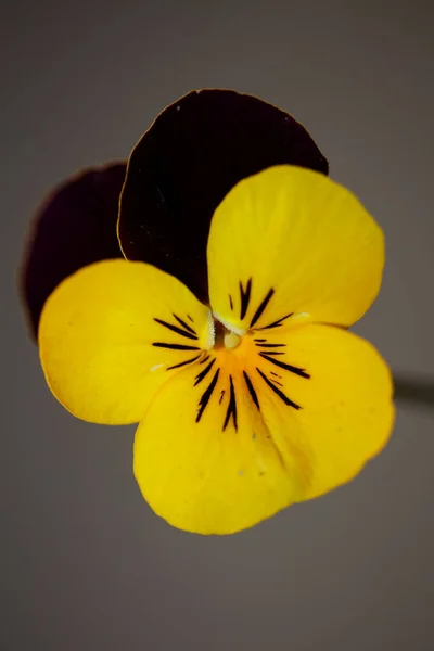 Flor Flor Colorida Close Fundo Agrícola Viola Tricolor Family Violaceae — Fotografia de Stock