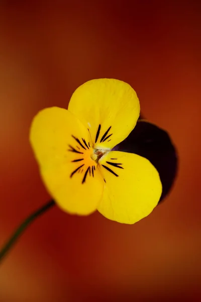Renkli Çiçek Tomurcukları Tarımsal Arka Plan Kemanını Kapatın Renkli Ailesi — Stok fotoğraf