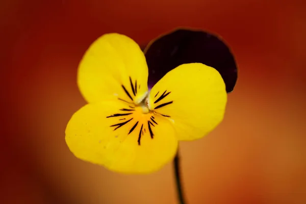 Renkli Çiçek Tomurcukları Tarımsal Arka Plan Kemanını Kapatın Renkli Ailesi — Stok fotoğraf