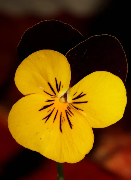 Barevné Květiny Květ Zblízka Zemědělské Pozadí Viola Tricolor Rodina Violaceae — Stock fotografie