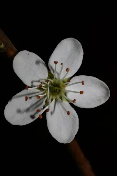 White Flower Blossom Close Botanical Background Prunus Spinosa Family Rosaceae — Stock Photo, Image