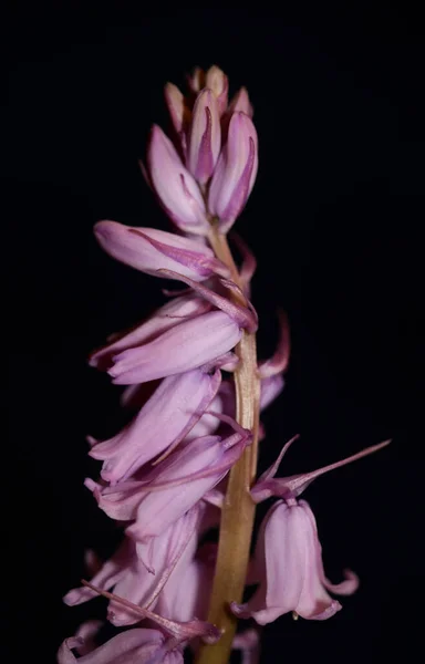 Flor Flor Púrpura Hyacinthoides Familia Asparagaceae Primer Plano Fondo Botánico —  Fotos de Stock