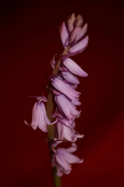 Flor Flor Roxa Hyacinthoides Família Asparagaceae Close Fundo Botânico Moderno — Fotografia de Stock