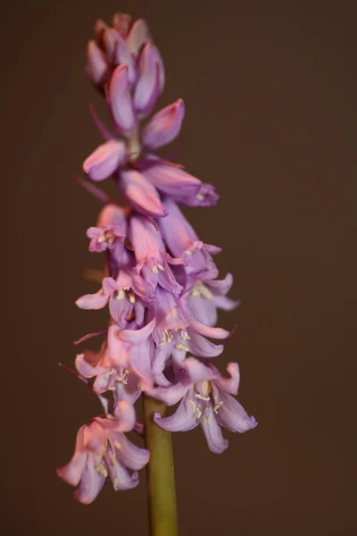 Flor Flor Púrpura Hyacinthoides Familia Asparagaceae Primer Plano Fondo Botánico —  Fotos de Stock