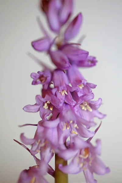 Fleur Pourpre Fleur Hyacinthoides Famille Asparagaceae Fermer Fond Botanique Moderne — Photo