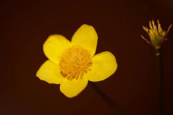 Flower Close Background Caltha Palustris Family Ranunculaceae Blossoming Botanical Modern — Foto Stock