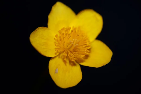 Flower Close Background Caltha Palustris Family Ranunculaceae Blossoming Botanical Modern — Stock Photo, Image