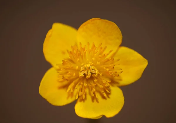 Flower Close Background Caltha Palustris Family Ranunculaceae Blossoming Botanical Modern — стоковое фото