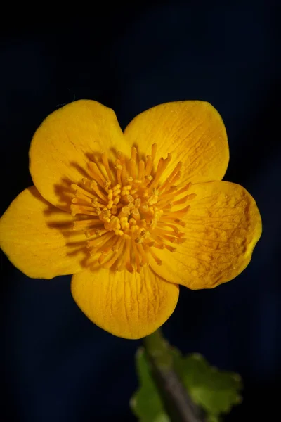 Flower Close Background Caltha Palustris Family Ranunculaceae Blossoming Botanical Modern — Foto Stock