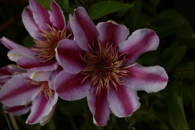 Mor çiçek. Yakın plan Clematis viticella ailesi. Botanik yüksek kalite.