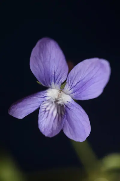 Floração Roxa Flor Close Viola Riviviana Família Violaceae Botânica Alta — Fotografia de Stock