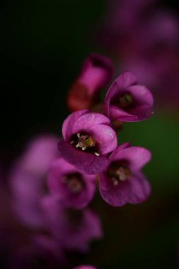 Çiçek yakın arkaplan Pyrola asarifolia çiçek açan aile asparagaceae botanik modern yüksek kaliteli büyük boyutlu ev dekorasyonu