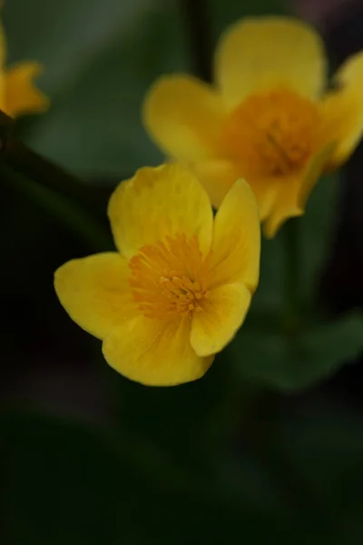 Żółty Kwiat Zbliżenie Tło Caltha Palustris Rodzina Ranunculaceae Kwitnące Botaniczne — Zdjęcie stockowe