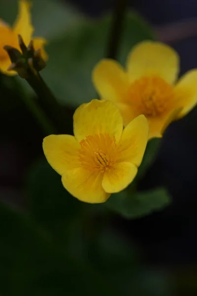 Κίτρινο Λουλούδι Close Background Caltha Palustris Family Ranunculaceae Ανθίζοντας Βοτανική — Φωτογραφία Αρχείου