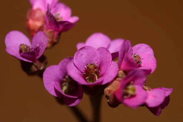 Λουλούδι Close Background Πυρόλα Asarifolia Ανθίζοντας Οικογένεια Asparagaceae Βοτανική Σύγχρονη — Φωτογραφία Αρχείου