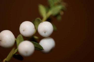 Beyaz yuvarlak Gaultheria meyveleri botanik arka plan aile ericaceae yüksek kalite büyük boy baskılar ev dekorasyon duvarları posterleri