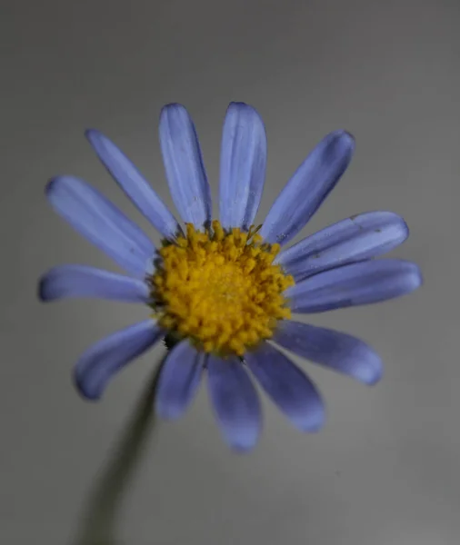 Blauwe Bloem Close Bloesem Felicia Amelloides Familie Composieten Moderne Botanische — Stockfoto