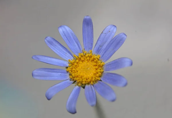 Blue Flower Close Blossom Felicia Amelloides Family Compositae Modern Botanical — Stok fotoğraf