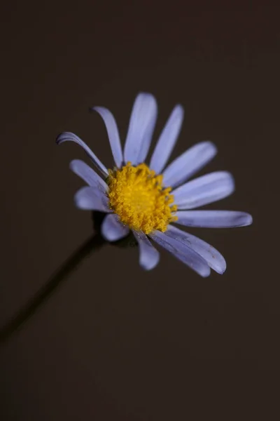 Blue Flower Close Blossom Felicia Amelloides Family Compositae Modern Botanical — Stok fotoğraf