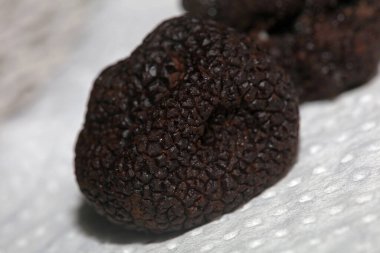 Kara vahşi yaz trüf mantarları aile veremlerini kapatır botanik modern kalite büyük boy arka plan baskı mutfak dekorasyonu