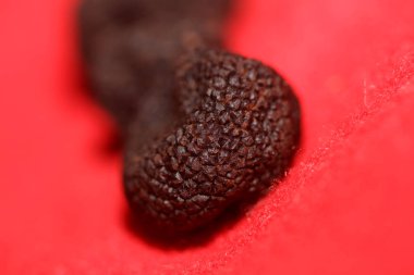 Kara vahşi yaz trüf mantarları aile veremlerini kapatır botanik modern kalite büyük boy arka plan baskı mutfak dekorasyonu