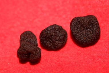 Kara vahşi yaz trüf mantarları aile veremlerini kapatır botanik modern kalite büyük boy arka plan baskı mutfak dekorasyonu