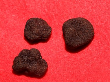 Kara vahşi yaz trüf mantarları aile veremlerini kapatır botanik modern kalite büyük boy arka plan baskı mutfak dekorasyonu