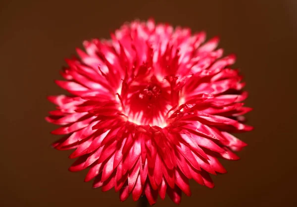 Red Flower Blossom Close Botanical Background Helichrysum Bracteatum Family Compositae — стоковое фото
