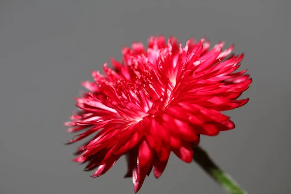 Red Flower Blossom Close Botanical Background Helichrysum Bracteatum Family Compositae — Stock fotografie