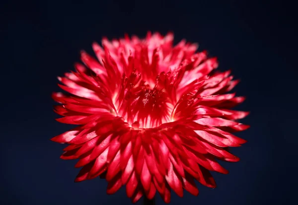 Red Flower Blossom Close Botanical Background Helichrysum Bracteatum Family Compositae — стоковое фото