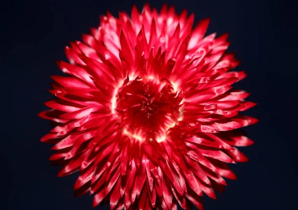 Czerwony Kwiat Kwiat Zbliżenie Botaniczne Tło Helichrysum Bracteatum Rodzina Compositae — Zdjęcie stockowe