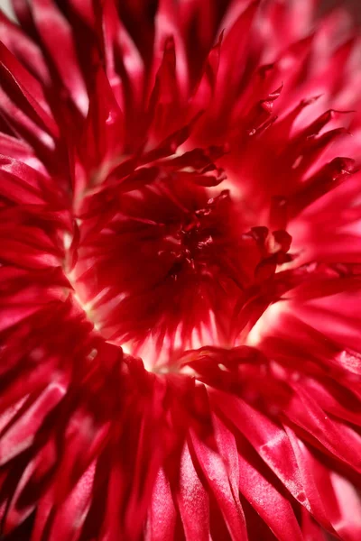 Red Flower Blossom Close Botanical Background Helichrysum Bracteatum Family Compositae — Fotografia de Stock