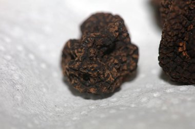 Kara vahşi yaz mantarları aile veremlerini kapatır botanik modern kalite büyük boy arka plan baskısı ev dekorasyonu