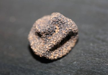 Kara vahşi yaz mantarları aile veremlerini kapatır botanik modern kalite büyük boy arka plan baskısı ev dekorasyonu