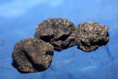 Kara vahşi yaz mantarları aile veremlerini kapatır botanik modern kalite büyük boy arka plan baskısı ev dekorasyonu