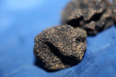 Kara vahşi yaz mantarları aile veremlerini kapatır botanik modern kalite büyük boy arka plan baskısı ev dekorasyonu