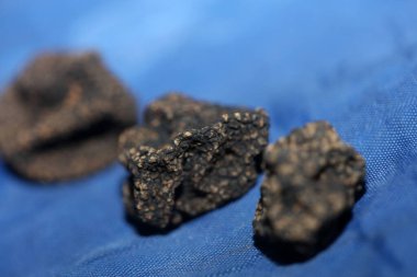 Kara vahşi yaz mantarları aile veremlerini kapatır botanik modern kalite büyük boy arka plan baskısı ev dekorasyonu