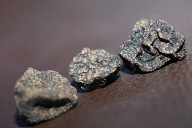 Kara vahşi yaz mantarları aile veremlerini kapatır botanik modern kalite büyük boy arka plan baskısı ev dekorasyonu