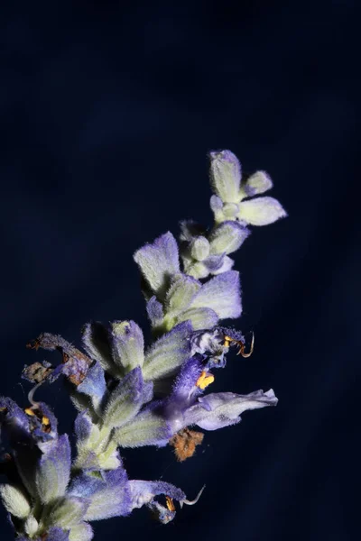 살비아 라미아 Lamiaceae 배경에 식물성의 품질의 크기는 가정의 작용성 프린트한다 — 스톡 사진