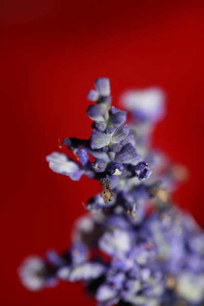 Květinové Květy Salvia Divinorum Rodina Lamiaceae Zblízka Botanické Pozadí Vysoká — Stock fotografie
