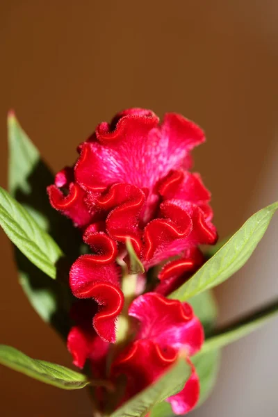 Red Flower Blossom Close Celosia Argentea Family Amaranthaceae Botanical Background — Stock Photo, Image