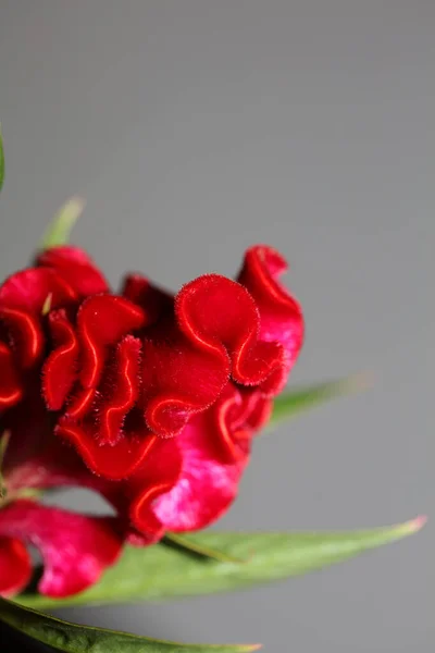 Kırmızı Çiçek Celosia Argentea Ailesini Kapatın Botanik Arka Plan Yüksek — Stok fotoğraf