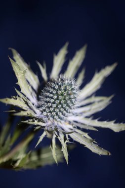 Vahşi dağ çiçeği yaz çiçeği Eryngium planum ailesi Apiaceae modern botanik arka plan yüksek kalite büyük boy duvar posterleri