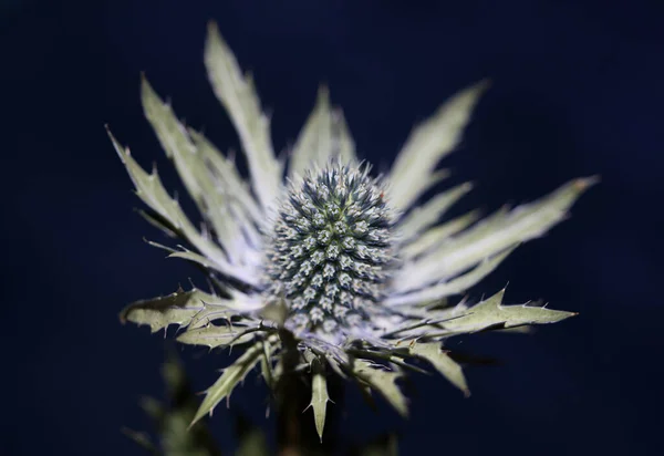 Άγρια Άνθη Του Βουνού Καλοκαιρινό Άνθος Eryngium Planum Family Apiaceae — Φωτογραφία Αρχείου