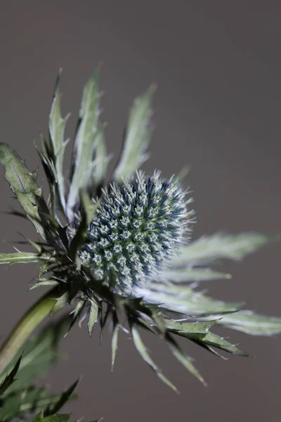Vahşi Dağ Çiçeği Yaz Çiçeği Eryngium Planum Ailesi Apiaceae Modern — Stok fotoğraf